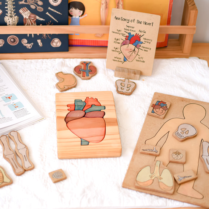 Anatomical Heart Wooden Jigsaw Puzzle and Flash Card