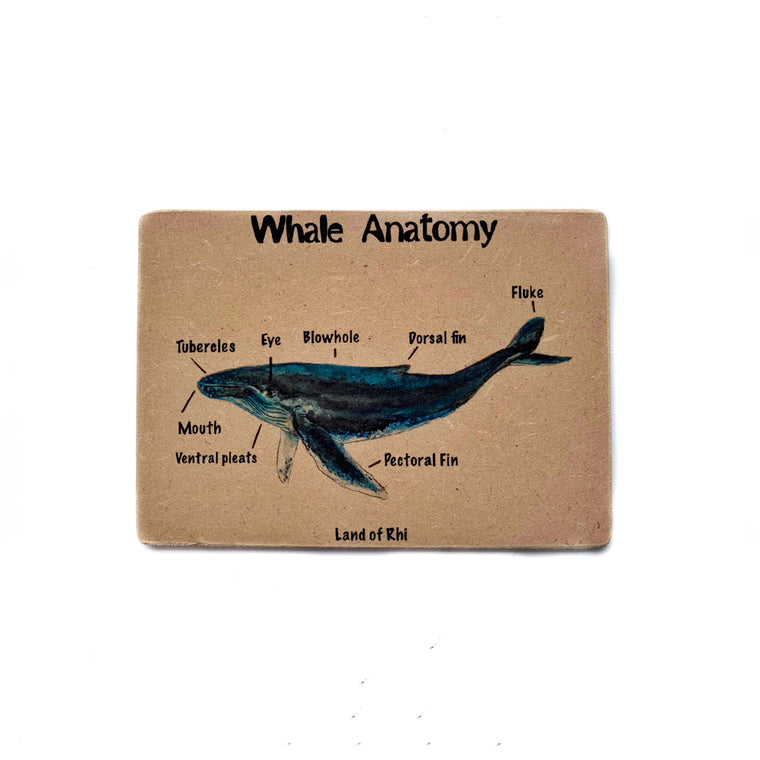 Humpback Whale Anatomy Wooden Nature Learning Flash Card