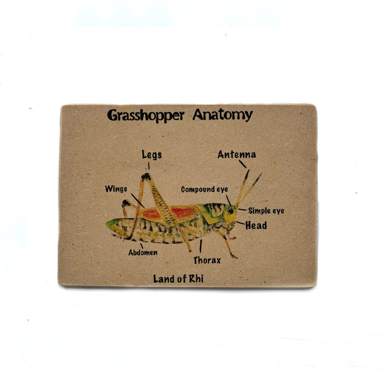Grasshopper Anatomy Wooden Nature Learning Flash Card
