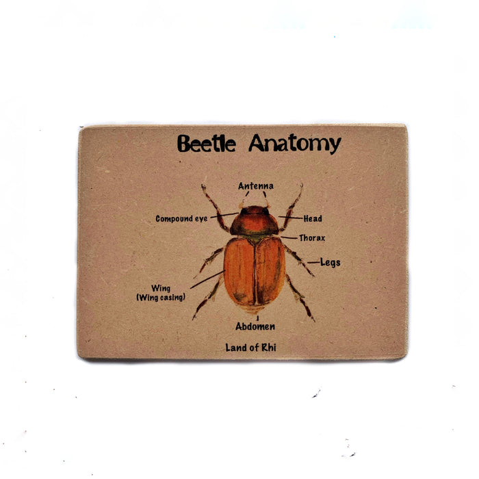 Beetle Anatomy Wooden Nature Learning Flash Card