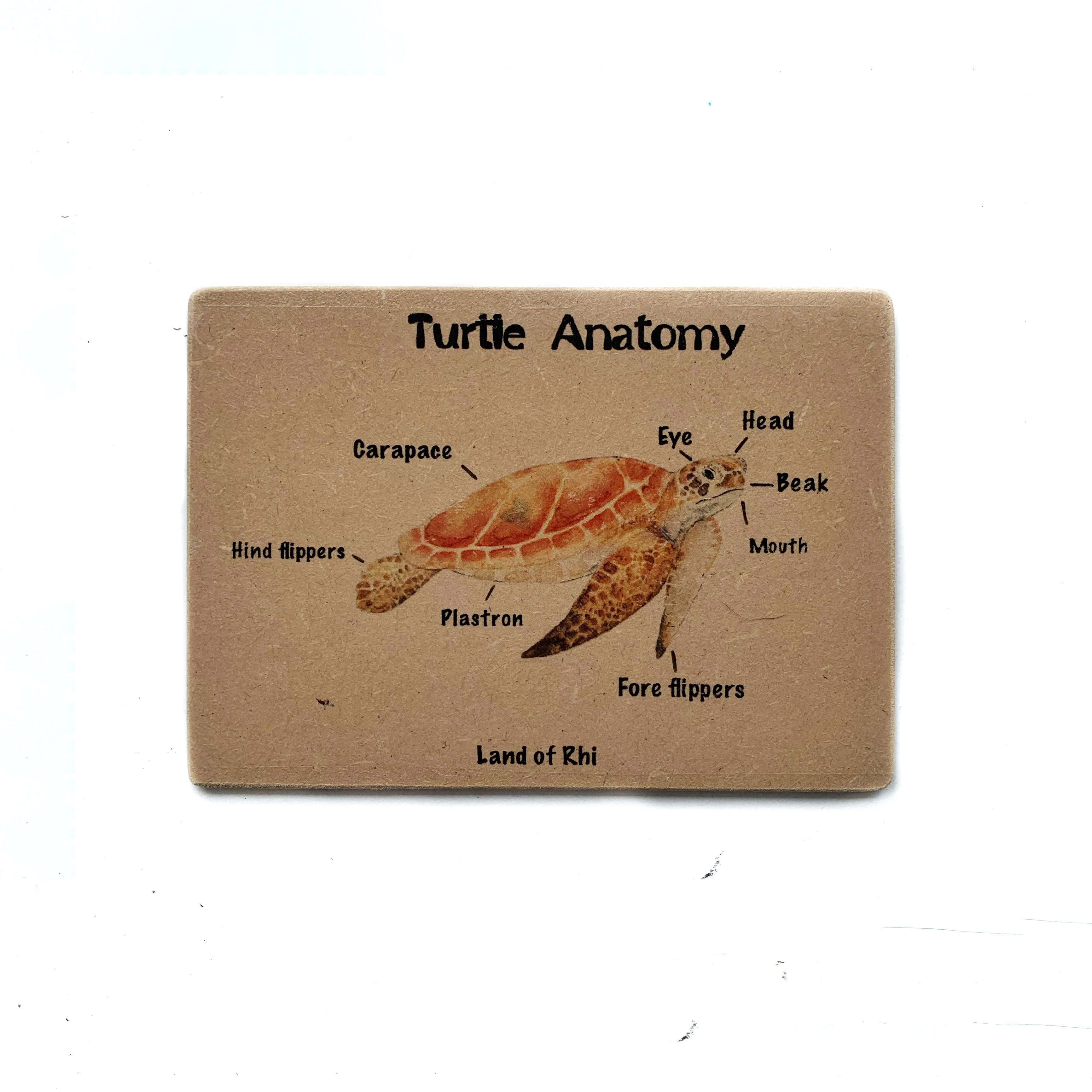 Sea Turtle Anatomy Wooden Nature Learning Flash Card
