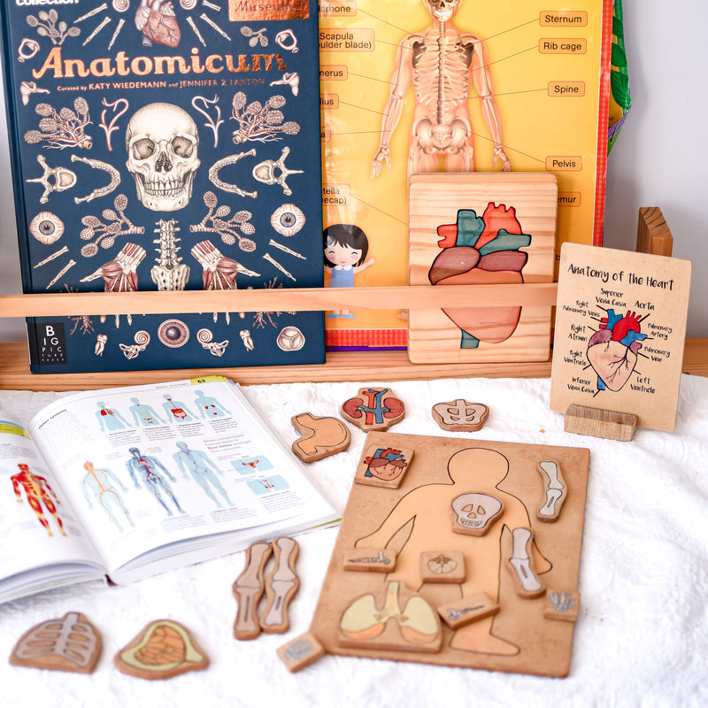 Human Body Skeleton Wooden Playboard Learning Educational Block Set
