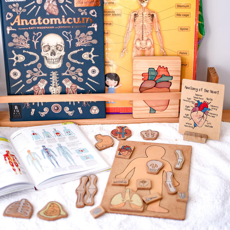 Anatomical Heart Wooden Jigsaw Puzzle and Flash Card