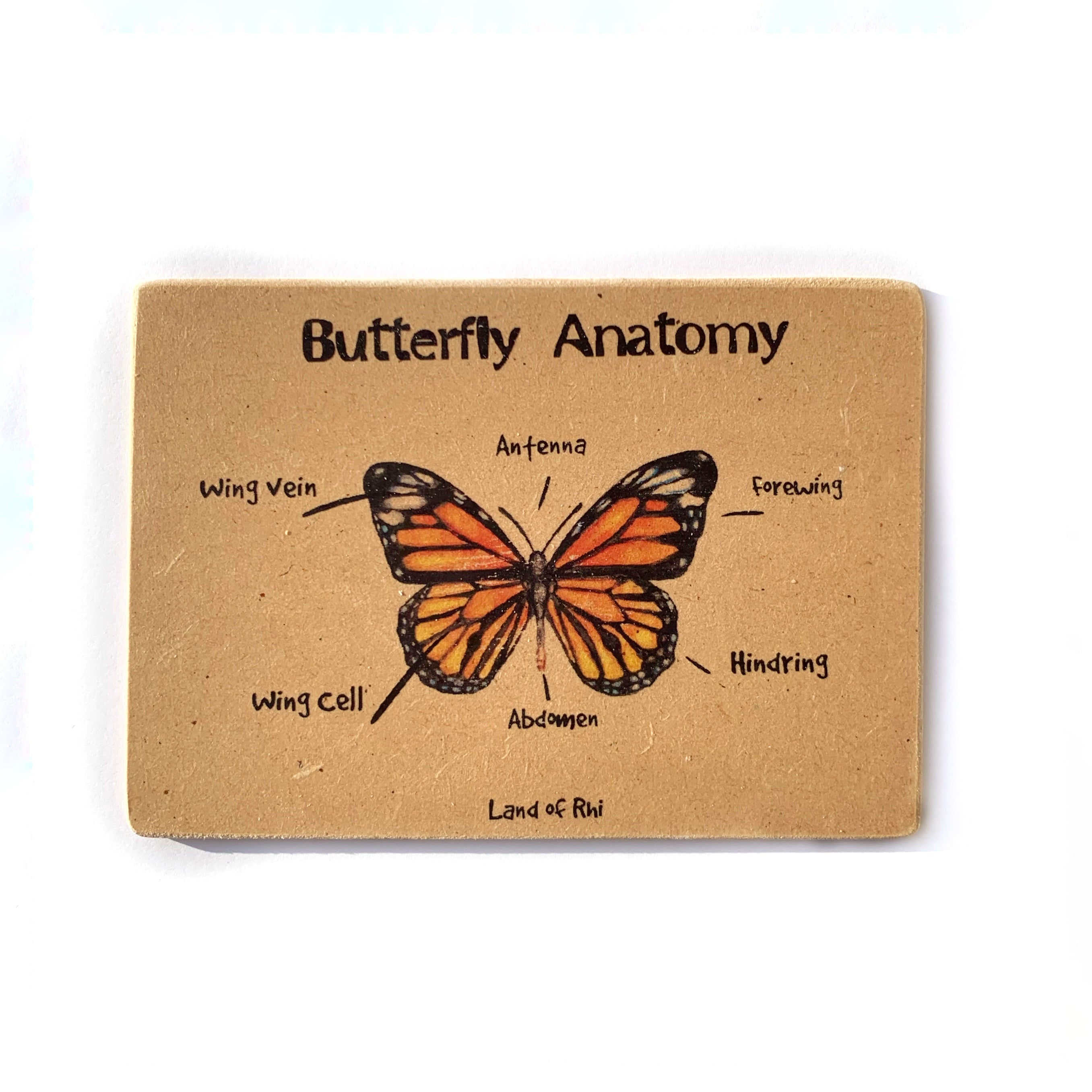 Butterfly Anatomy Wooden Nature Learning Flash Card