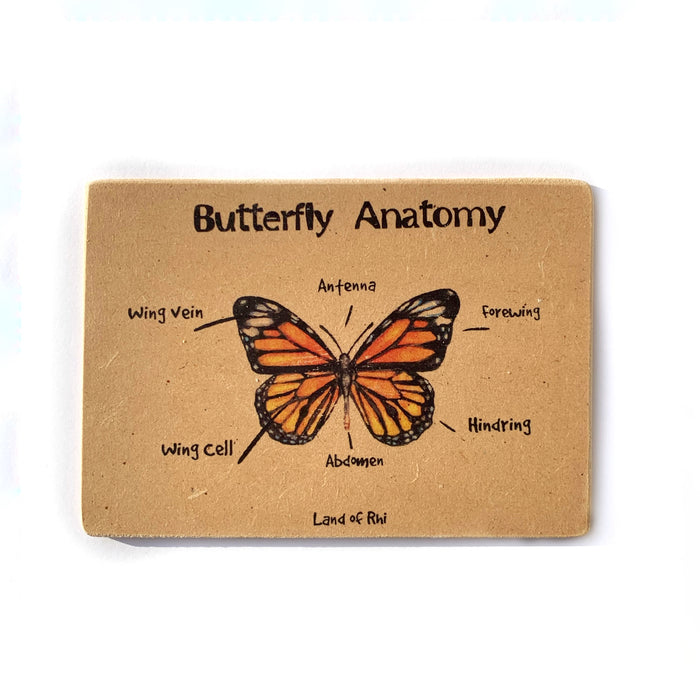 Butterfly Anatomy Wooden Nature Learning Flash Card