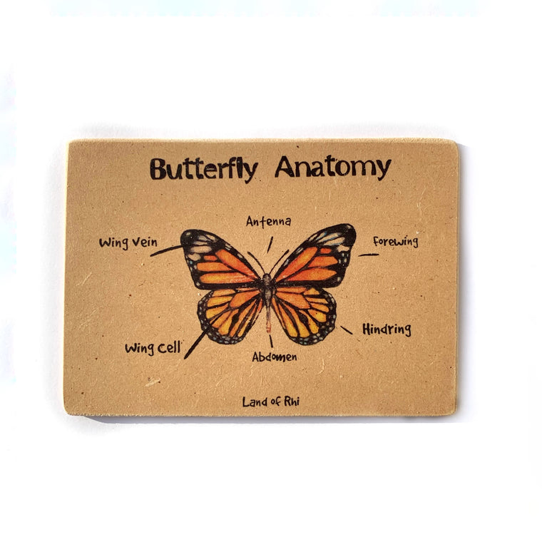 Butterfly Anatomy Wooden Nature Learning Flash Card