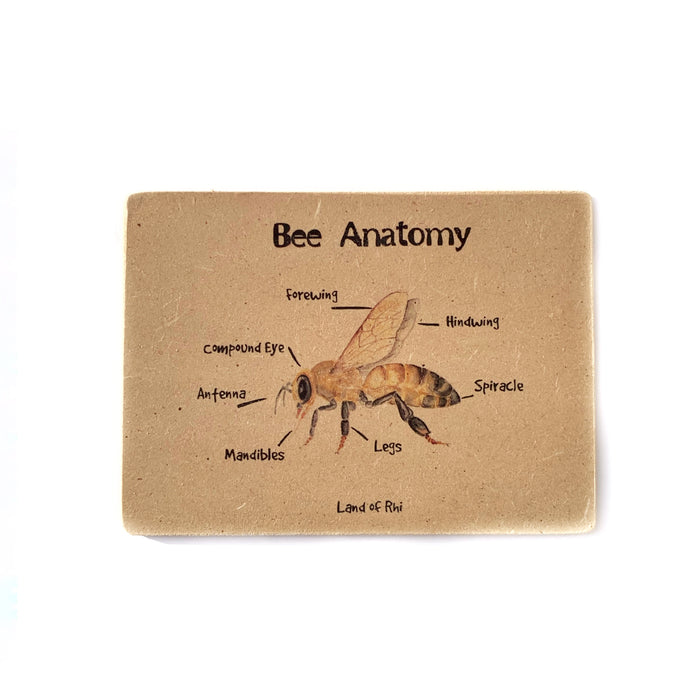 Bee Anatomy Wooden Nature Learning Flash Card