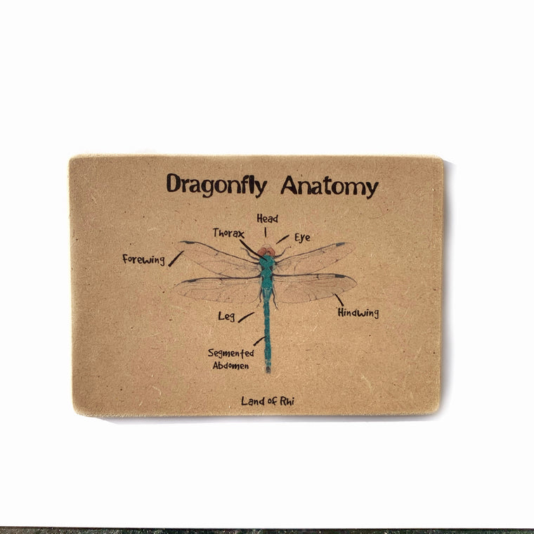 Dragonfly Anatomy Wooden Nature Learning Flash Card