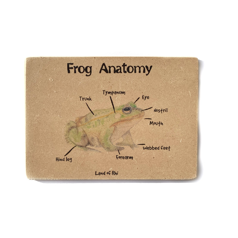 Frog Anatomy Wooden Nature Learning Flash Card