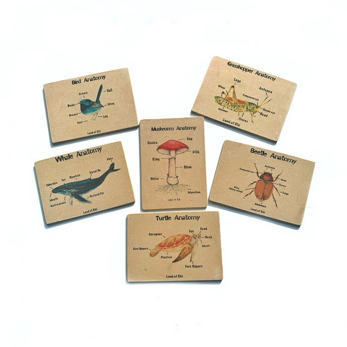 Beetle Anatomy Wooden Nature Learning Flash Card