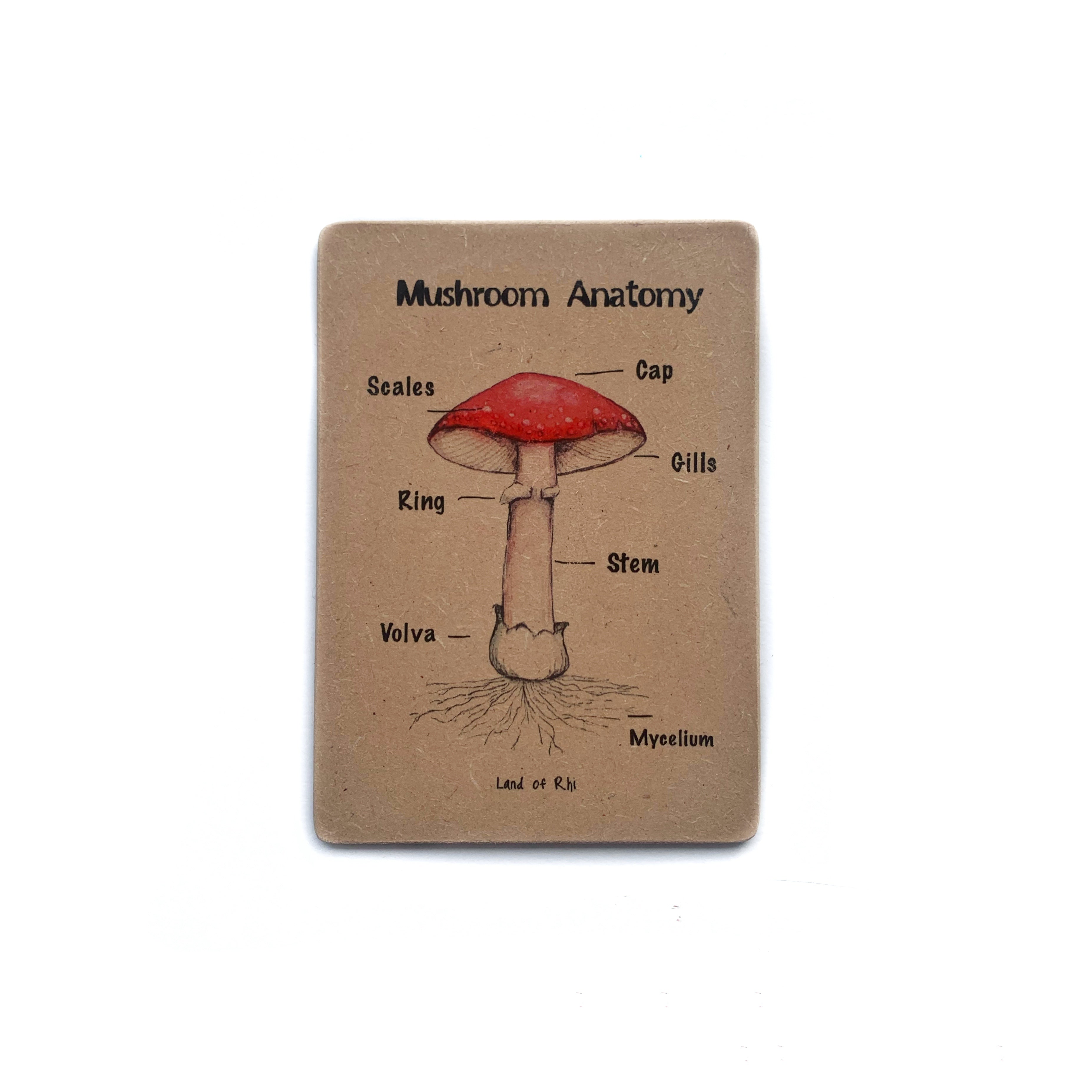 Mushroom Anatomy Wooden Nature Learning Flash Card