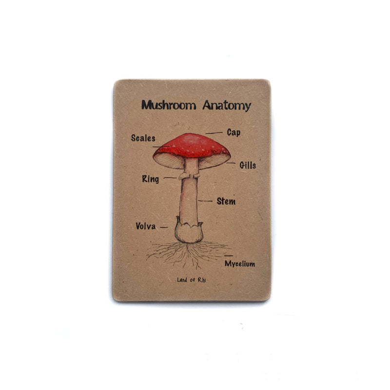 Mushroom Anatomy Wooden Nature Learning Flash Card