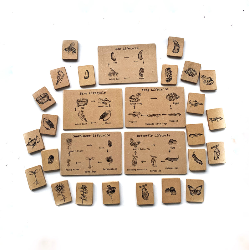 Lifecycle Wooden Block And Flash Card Set