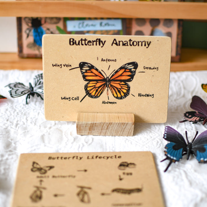 Butterfly Anatomy Wooden Nature Learning Flash Card