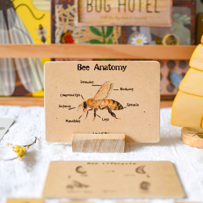 Bee Anatomy Wooden Nature Learning Flash Card