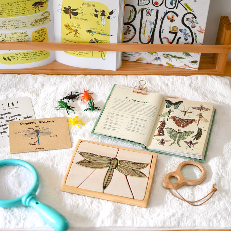 Dragonfly Anatomy Wooden Nature Learning Flash Card