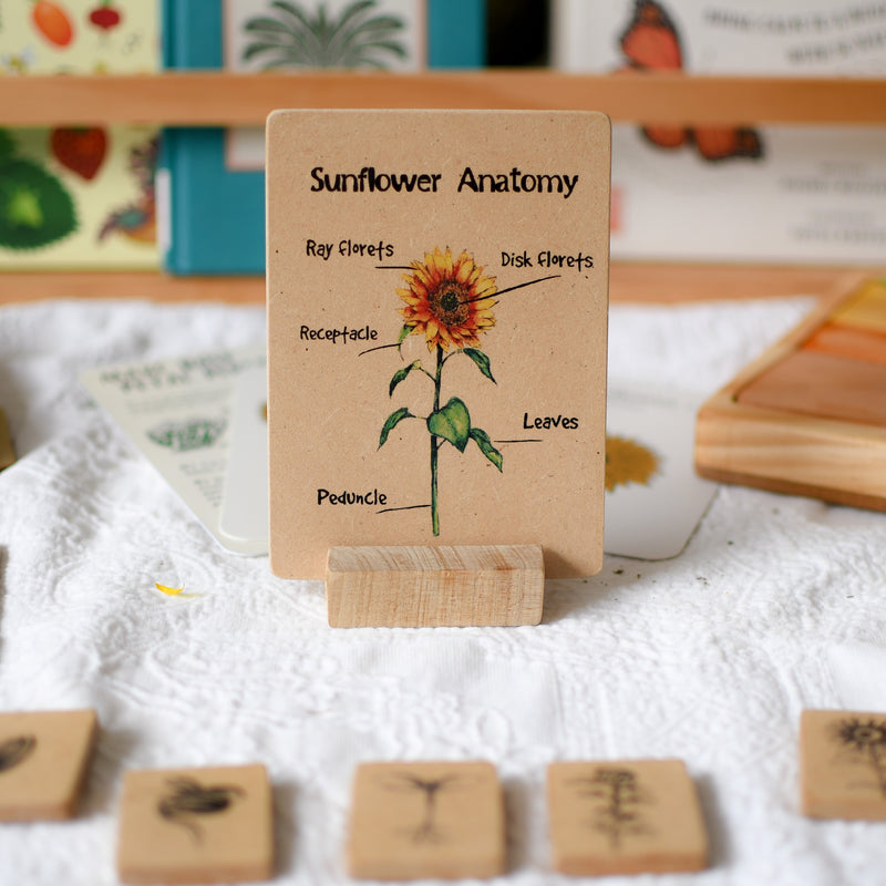 Sunflower Anatomy Wooden Nature Learning Flash Card