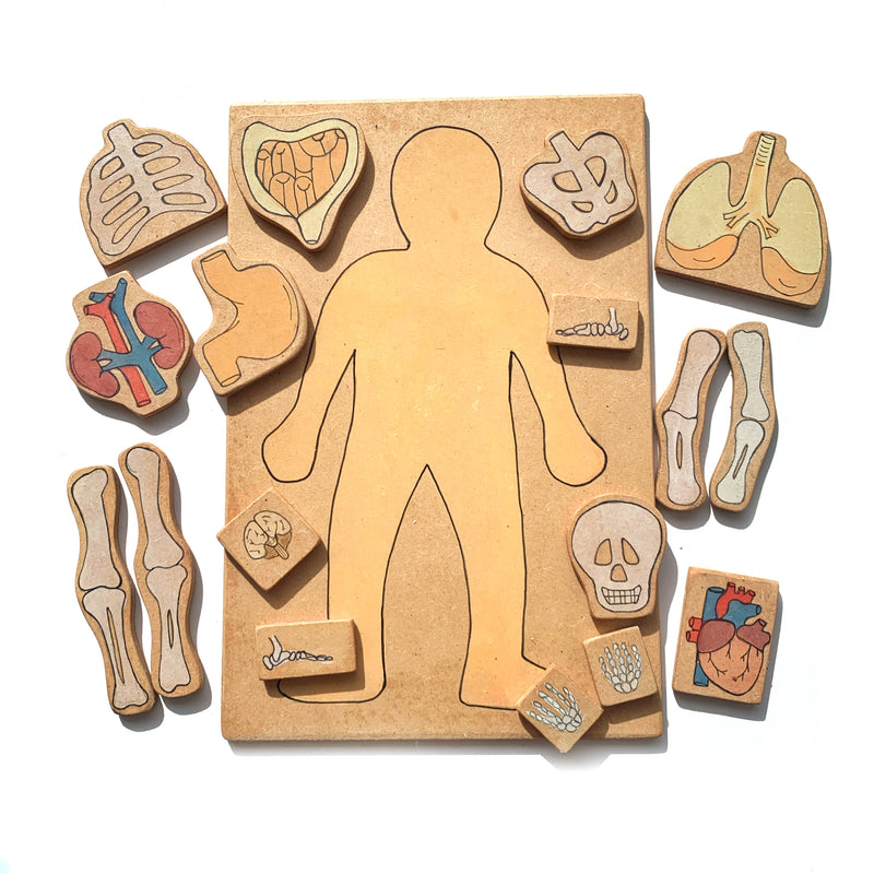 Human Body Skeleton Wooden Playboard Learning Educational Block Set