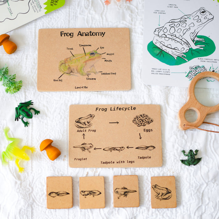 Frog Anatomy Wooden Nature Learning Flash Card