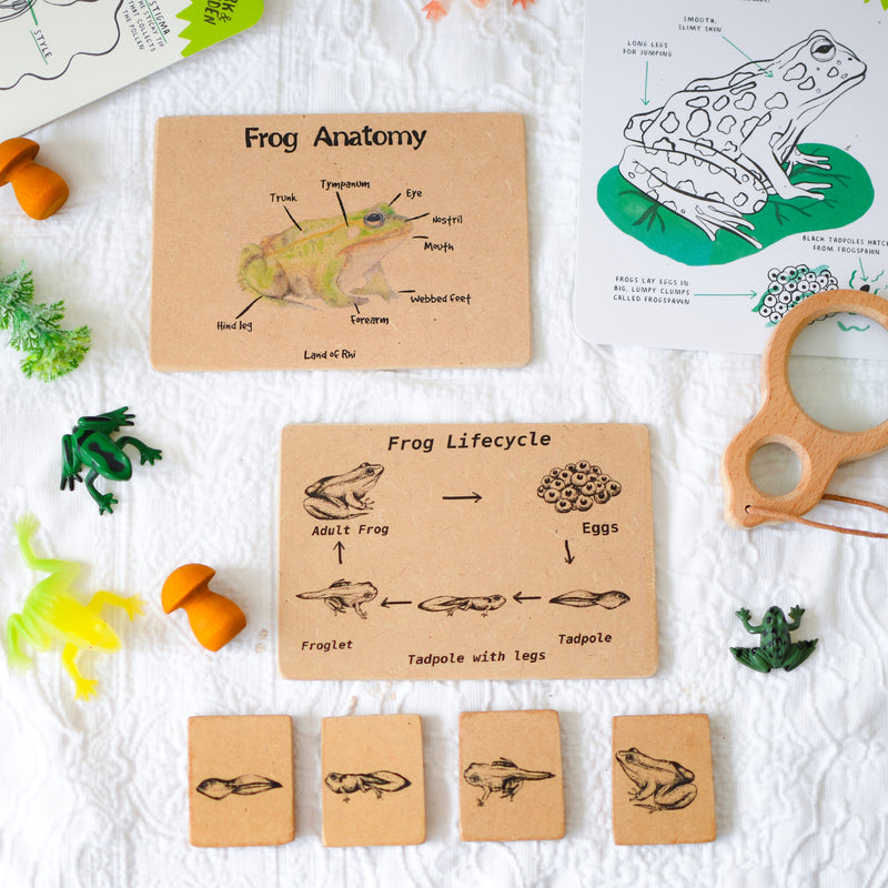 Frog Anatomy Wooden Nature Learning Flash Card