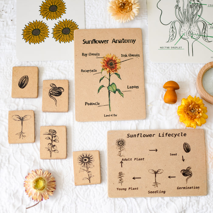 Sunflower Anatomy Wooden Nature Learning Flash Card