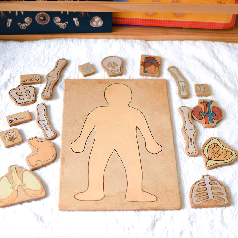 Human Body Skeleton Wooden Playboard Learning Educational Block Set
