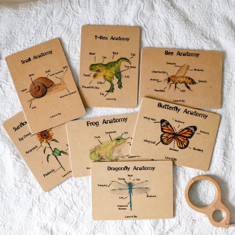 Snail Anatomy Wooden Nature Learning Flash Card
