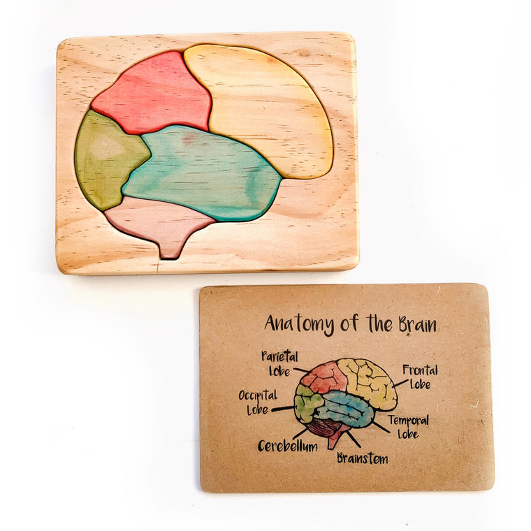 Anatomical Brain Wooden Jigsaw Puzzle and Flash Card