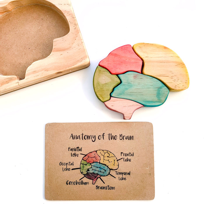 Anatomical Brain Wooden Jigsaw Puzzle and Flash Card