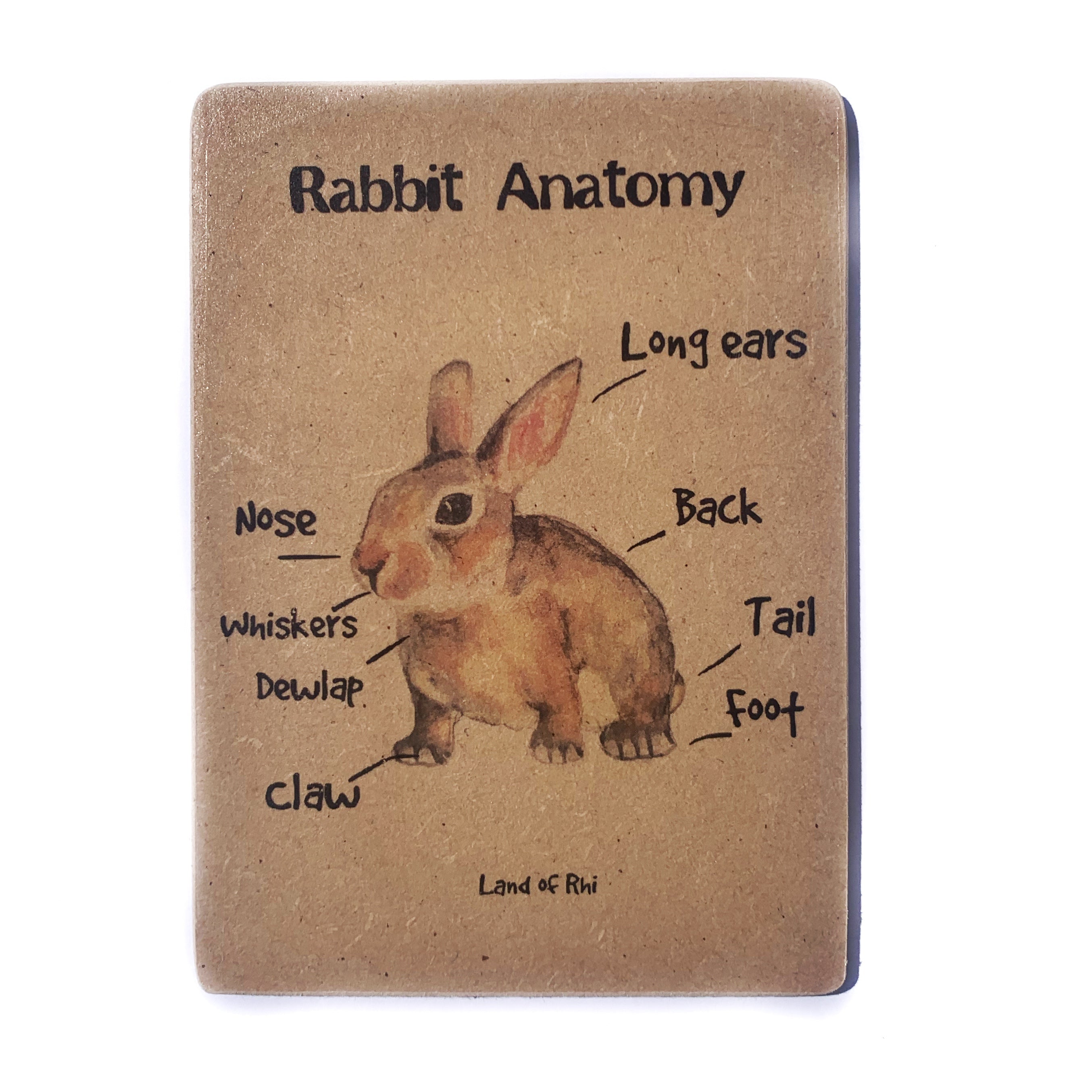Bunny Rabbit Anatomy Wooden Nature Learning Flash Card