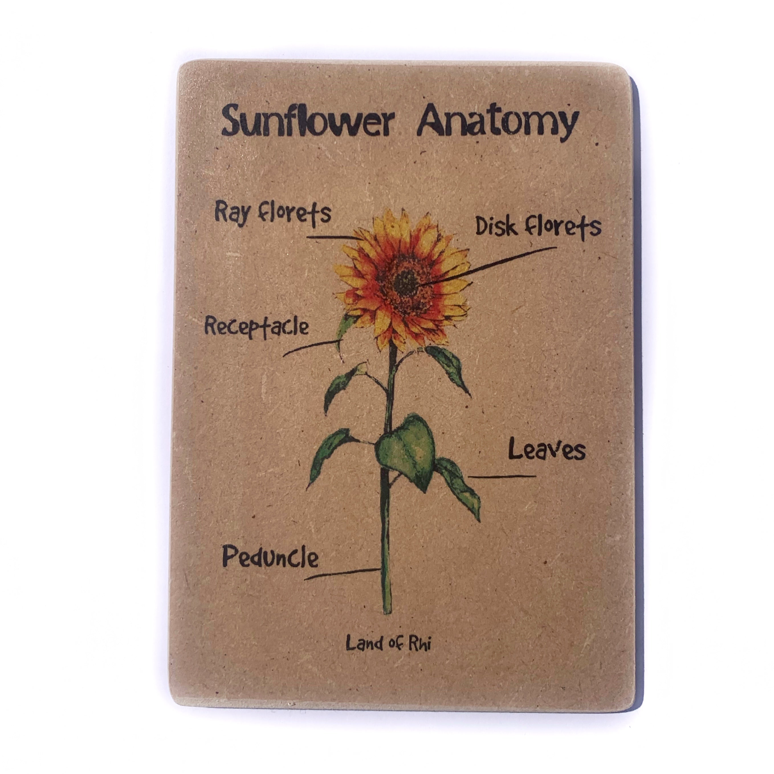 Sunflower Anatomy Wooden Nature Learning Flash Card