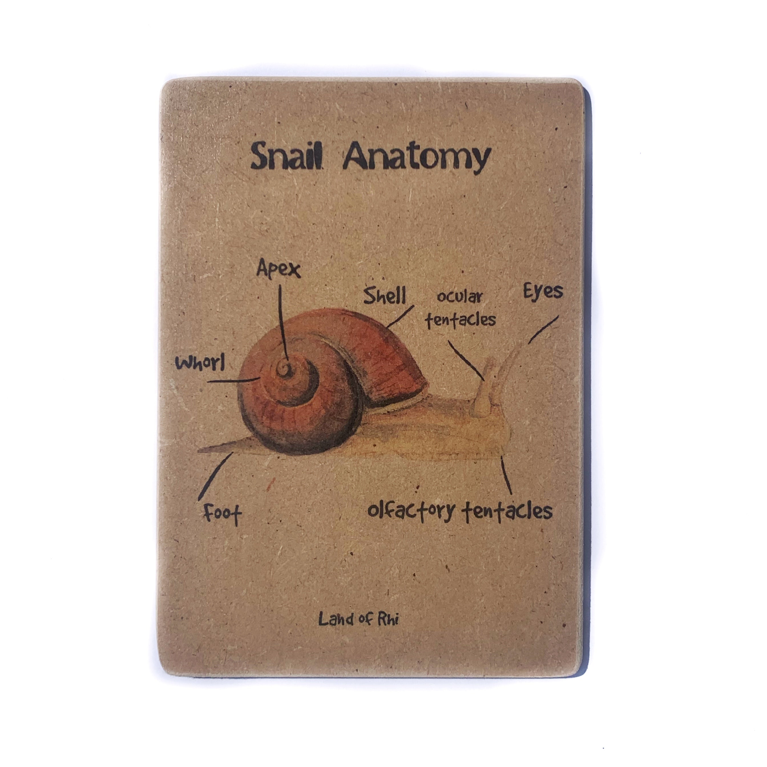 Snail Anatomy Wooden Nature Learning Flash Card